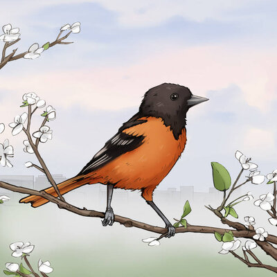 Baltimore Oriole illustration