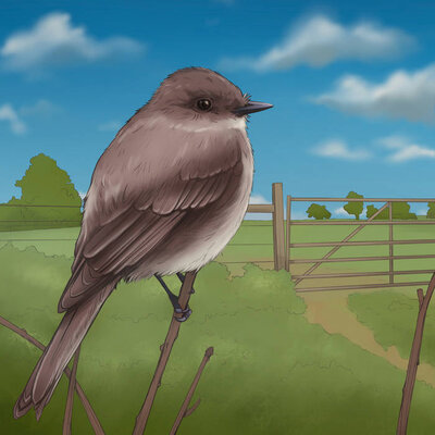 Eastern Phoebe illustration