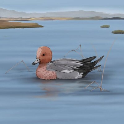 Eurasian Wigeon illustration