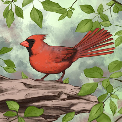 Northern Cardinal illustration